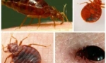 Обробна квартира від bedbugs спеціалізованою організацією