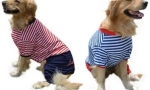 Собака одяг на aliexpress - вибір до 1000 рублів