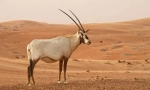 Oryx цукор