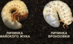 Різниця між личинками бронзи і травневим жуком
