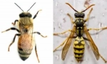 Відмінності бджоли з оса