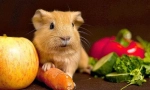 Овочі в дієті морської свинки