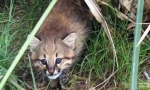 Pampas cat: пухнастий хижак з америки