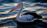 Пелікан австралійський