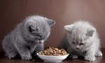 Харчування британських кішок вдома
