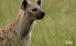 Плямиста гієна - грозний африканський хижак
