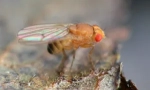 Фруктові мухи від drosophila