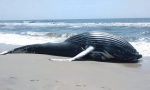 Чому кити кидаються на берег?