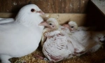 Чому ми ніколи не бачимо голубів пташенят. Вони приховують їх?