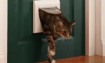 Чому наші кішки не люблять закриті двері?