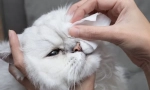 Чому кішка отримає їхні очі?