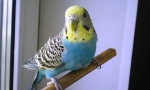 Чому хвилястий папуга тремтять і трясеться