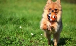 Pomeranian spitz (фото): пронизаний дитиною та нескінченним відданим