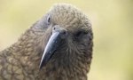 Parrots kea розбирає машину: небезпечне відео