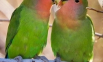 Папуги - коханні