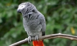 Parrot jaco, опис, підвиди, догляд та контент, ціна