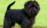 Порода самостійно: бородача собака з німеччини (фото)