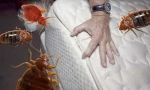 Препарат averfos від bedbugs та інших комах
