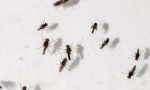 Застосування пасток для midges вдома