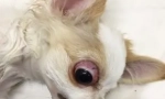 Підтримка очного яблука: які собаки випадають