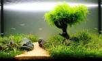 Рослини в акваріумі: прості правила для висадки та догляду