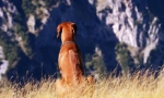 Rhodesian ridgeback (фото): хмарний мисливець і сміливий годинник