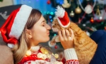 З новим роком, кішка! 14 новорічні подарунки для котів