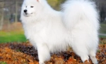 Samoyed laika (фото) - лояльний друг і позитивний енергетичний заряд