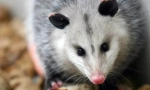 Severgeic opossum