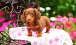 Цуценята dachshunds (фото): низький собака з високим інтелектом і чарівністю