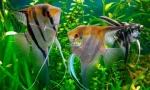 Scalaria (pterophym sccalare)