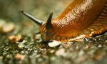 Slug: хто те, що вони виглядають і шкідливі?