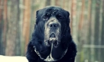Собака алабай (фото): хороший настрій під жахливим виглядом