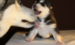 Собака облизує ногу власника: причини прояву вихованця