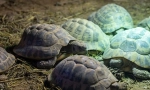 Гіблічні черепахи, як зима черепаха