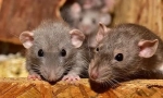 Методи визначення підлоги у щурі, відмінності чоловіка від жінки
