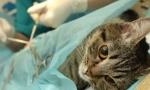 Стерилізація кішки