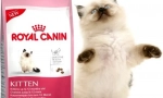 Суха їжа для котів royal kanin: найкраща якість у категорії цін