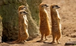 Meerkat (фото): смішні годинники, що завжди попереджують