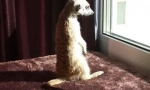 Meerkat. Домашнє обслуговування