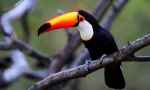 Toucan (фото): дзьоб не трапляється багато, ось що птах вражає!