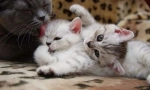 Годуючий кіт і кошенят