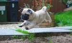 Ups, pug: найсмішніша фото та відео