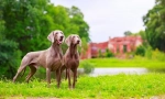 Weimaraner (фото): найкращий друг справжнього мисливця