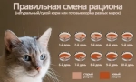 Ветеринарний (зцілення) котячий корм
