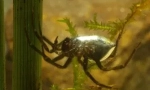 Водяний павук срібло