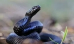 Вплив укусу viper на організм людини