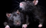 Все про чорні щури: зовнішній вигляд, спосіб життя, цікаві факти