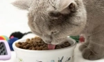 Все найкраще - кішки: особливості та різновиди корму 1-а вибір