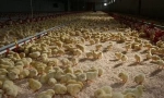 Вирощування курей бройлерів